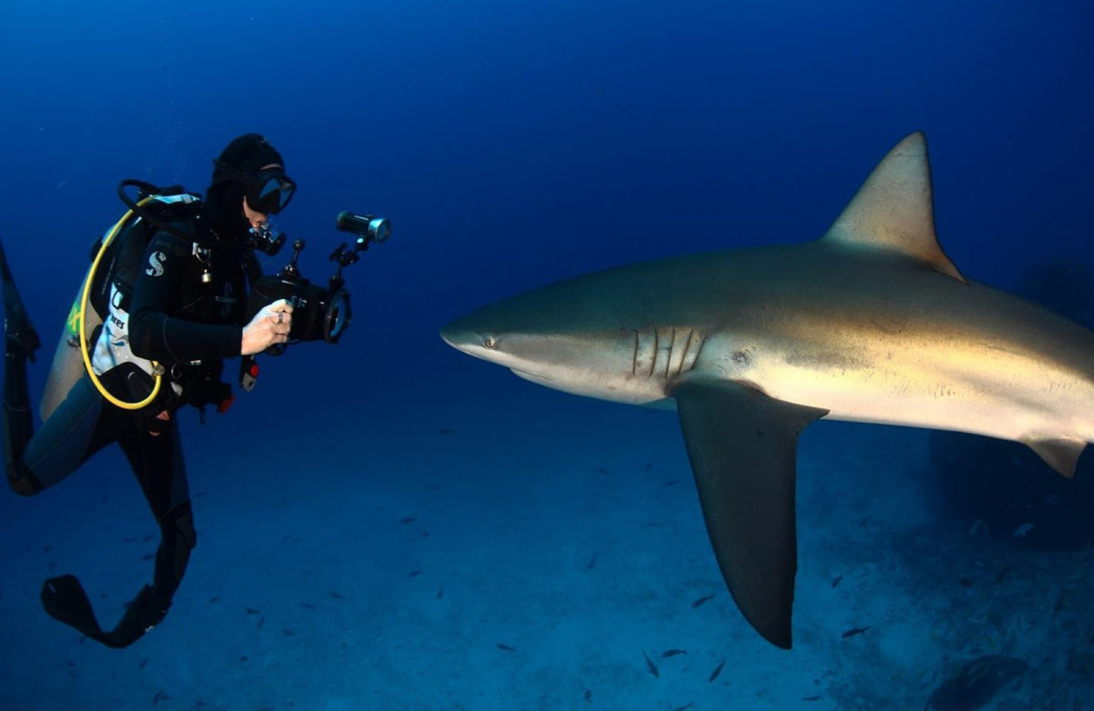 Cocos Island diving for Advanced Divers Seeking Big Animal Action